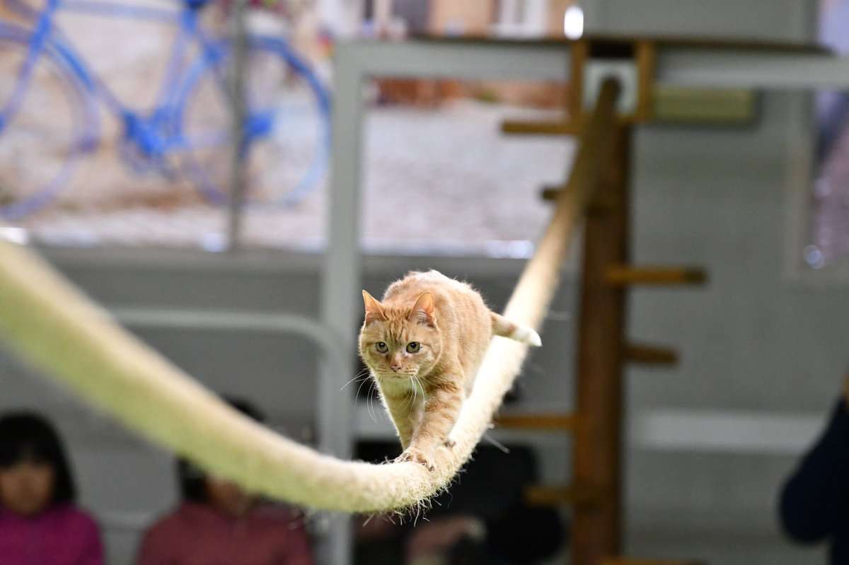 ガルちゃん猫カフェ30号店 開店しました♪ (初めての方も大歓迎！)