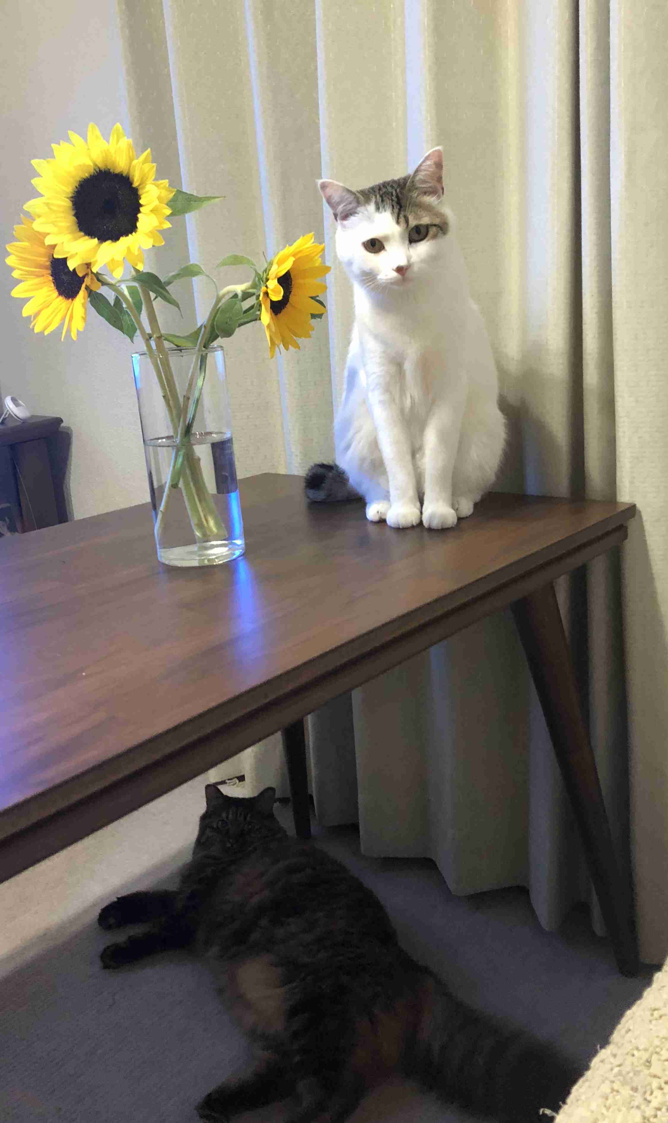 ガルちゃん猫カフェ30号店 開店しました♪ (初めての方も大歓迎！)