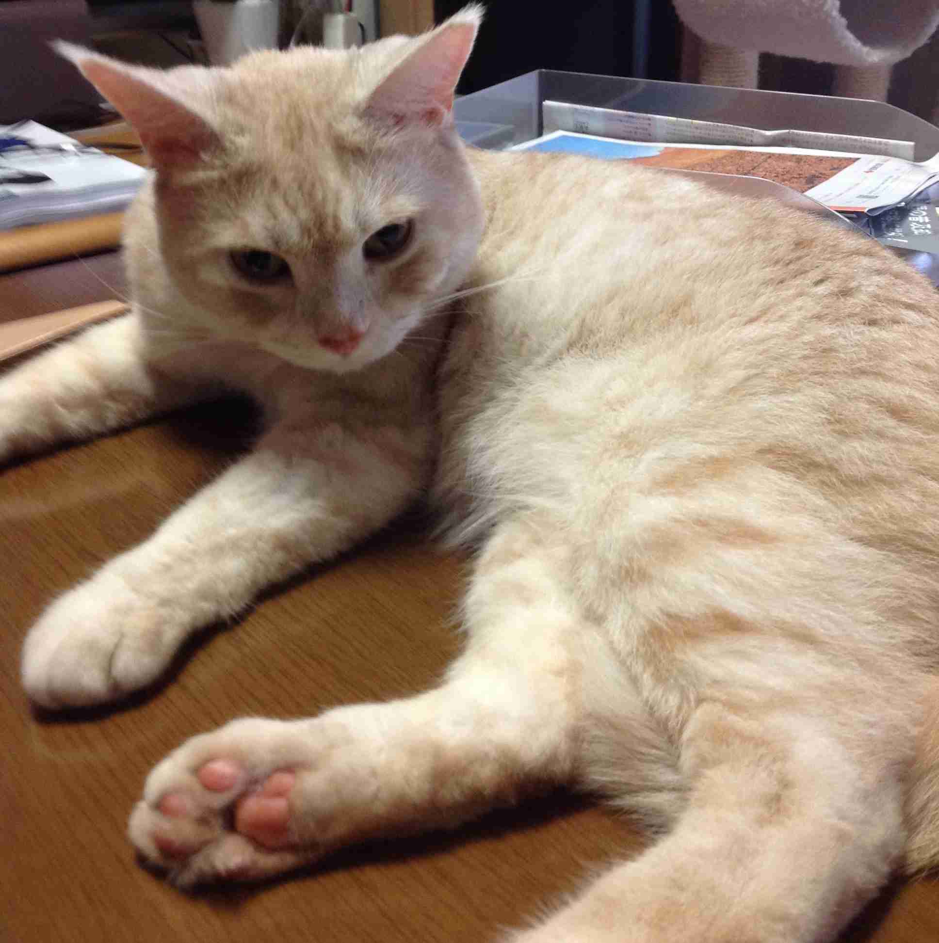 ガルちゃん猫カフェ30号店 開店しました♪ (初めての方も大歓迎！)