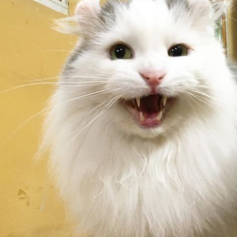 ガルちゃん猫カフェ30号店 開店しました♪ (初めての方も大歓迎！)
