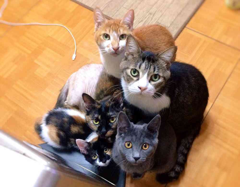 ガルちゃん猫カフェ30号店 開店しました♪ (初めての方も大歓迎！)