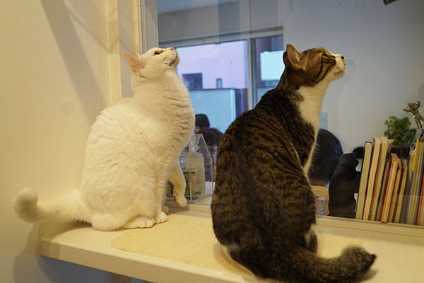ガルちゃん猫カフェ30号店 開店しました♪ (初めての方も大歓迎！)