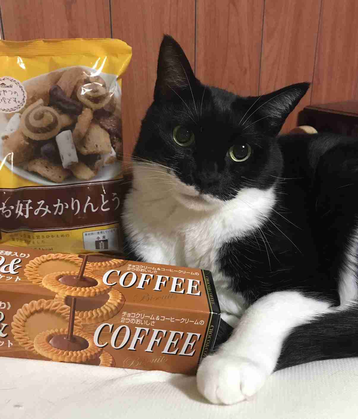 ガルちゃん猫カフェ30号店 開店しました♪ (初めての方も大歓迎！)