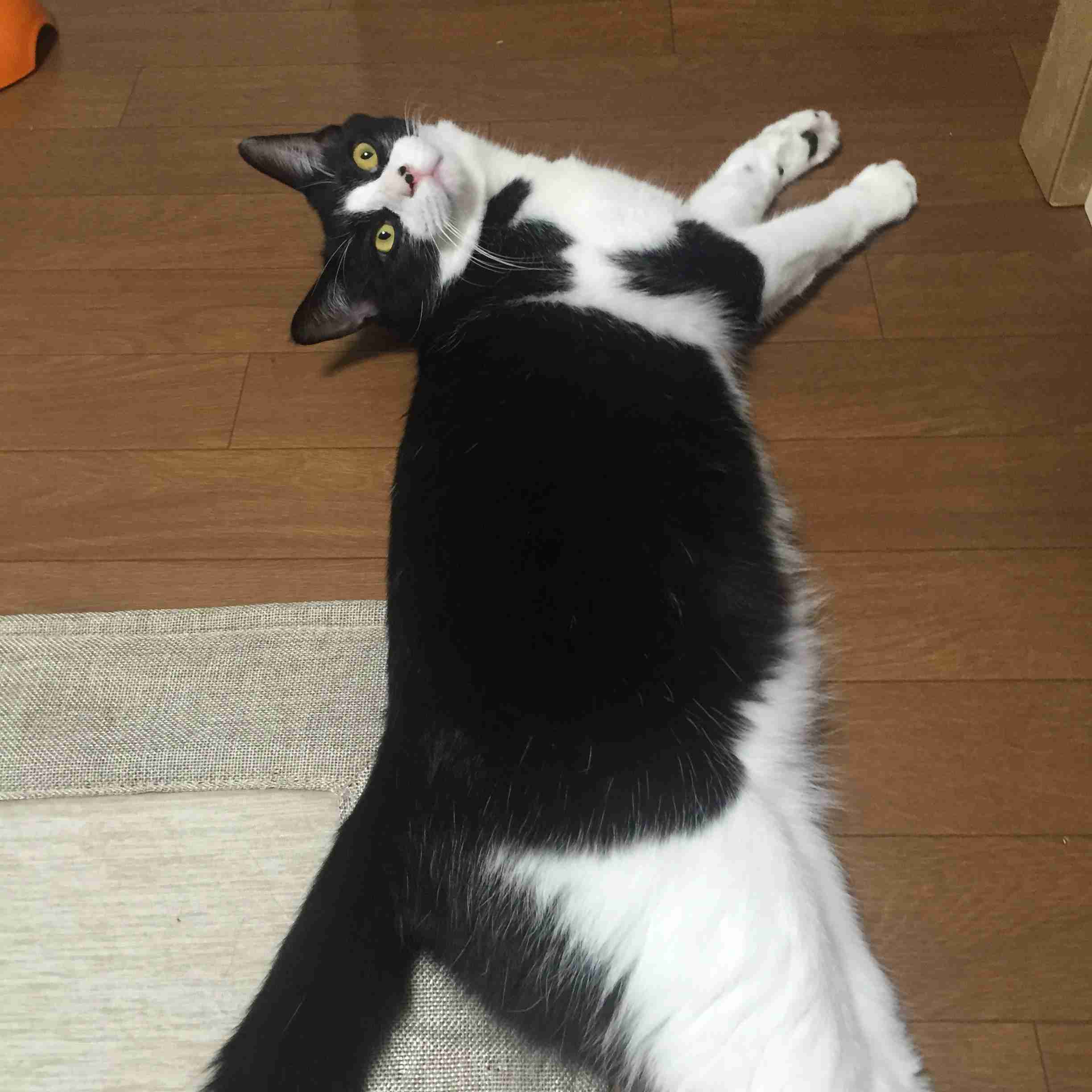 ガルちゃん猫カフェ30号店 開店しました♪ (初めての方も大歓迎！)