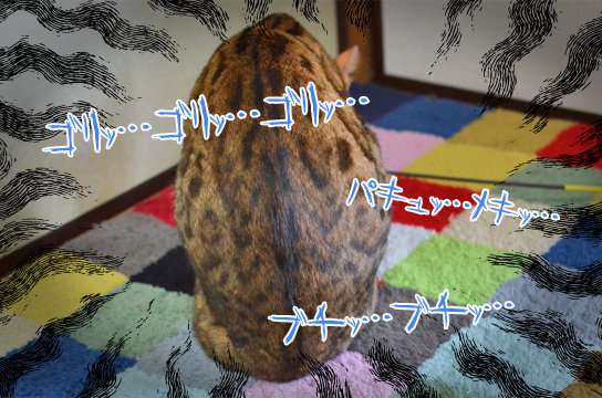 ガルちゃん猫カフェ30号店 開店しました♪ (初めての方も大歓迎！)