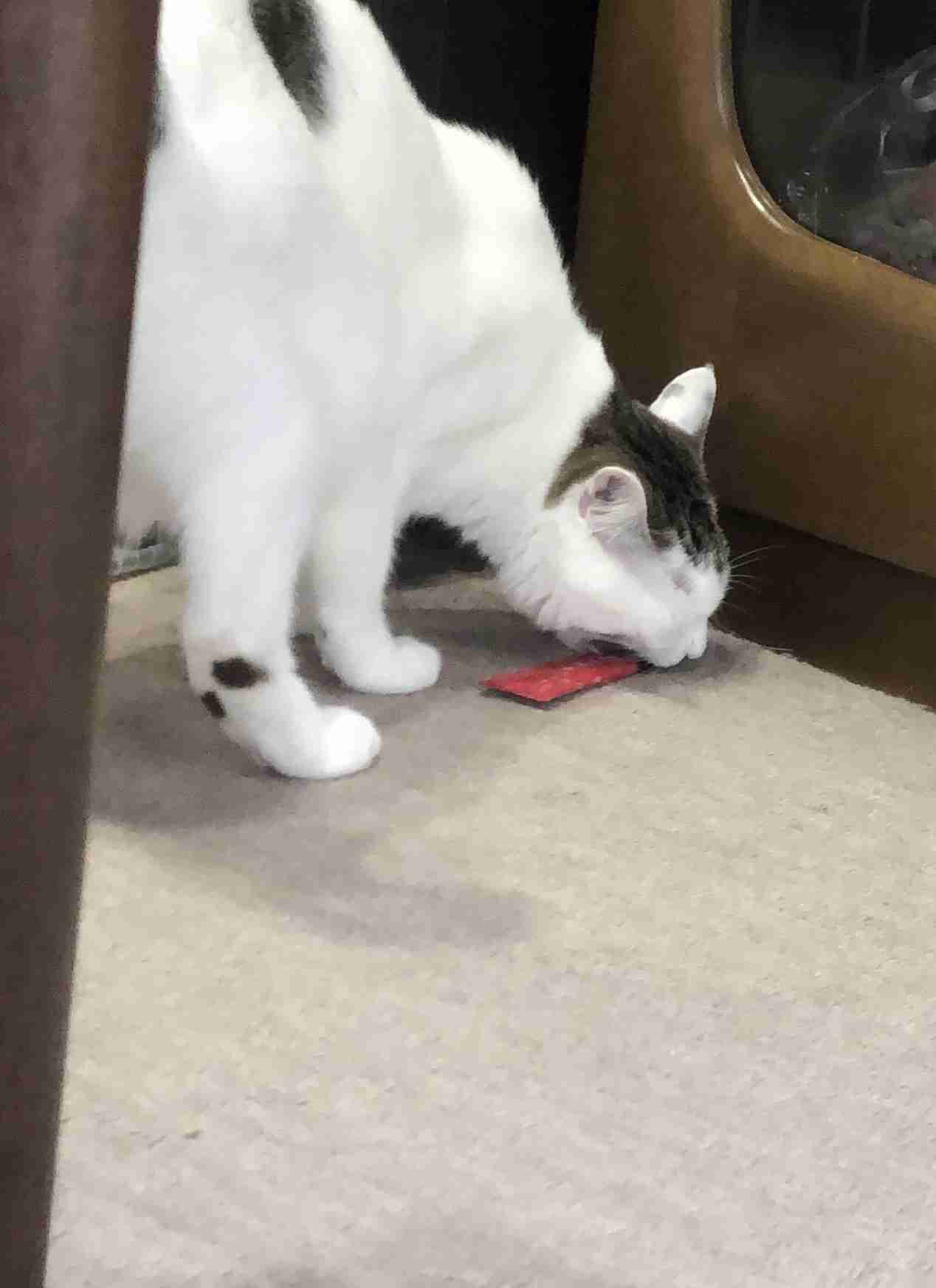 ガルちゃん猫カフェ30号店 開店しました♪ (初めての方も大歓迎！)