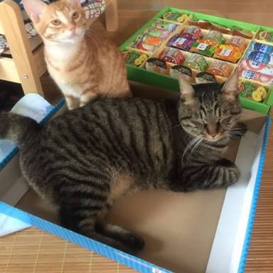 ガルちゃん猫カフェ30号店 開店しました♪ (初めての方も大歓迎！)