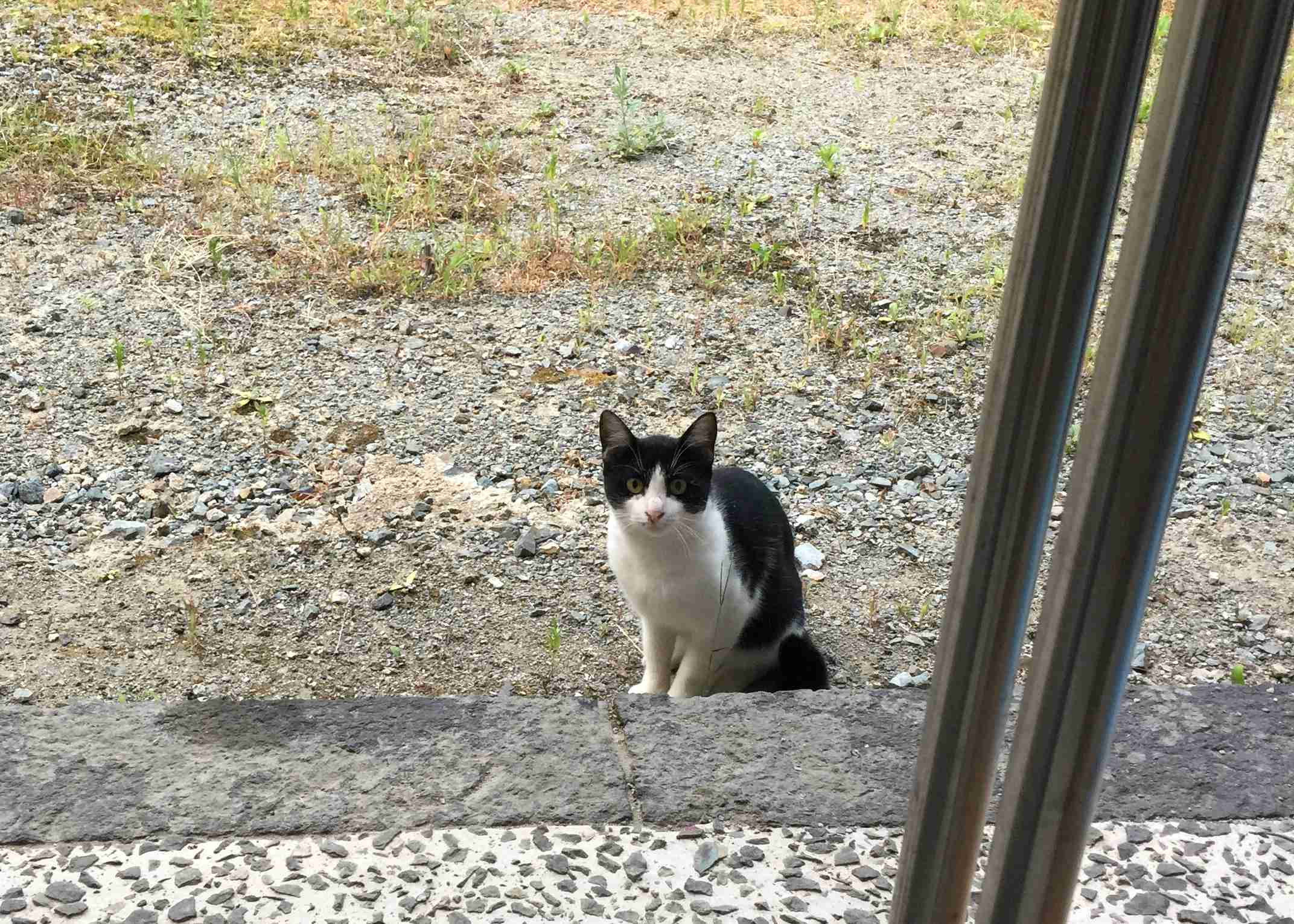 ガルちゃん猫カフェ30号店 開店しました♪ (初めての方も大歓迎！)