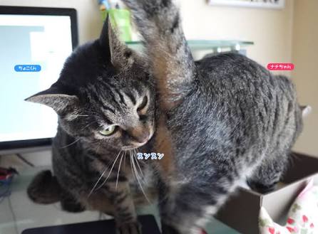 ガルちゃん猫カフェ30号店 開店しました♪ (初めての方も大歓迎！)