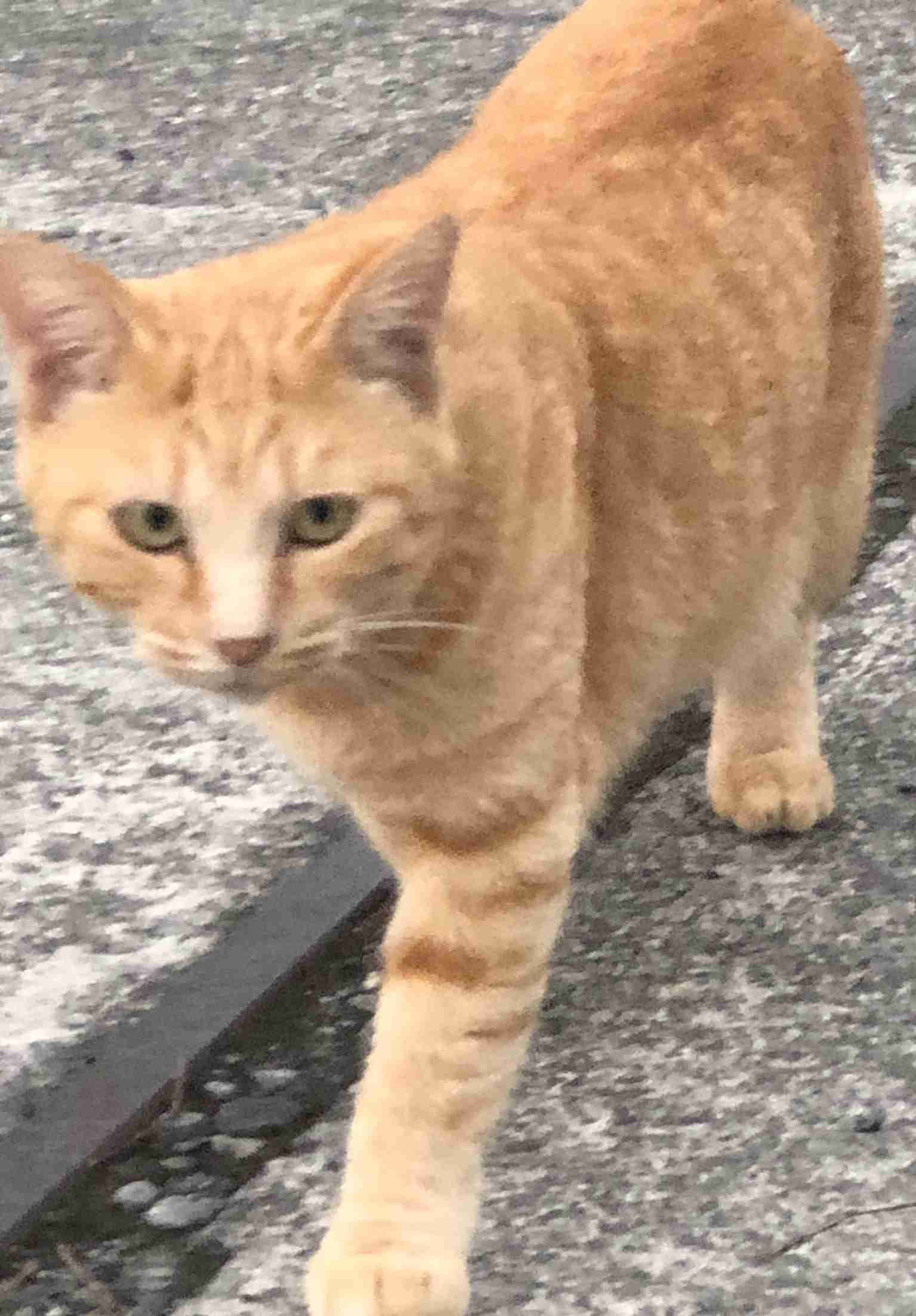 ガルちゃん猫カフェ30号店 開店しました♪ (初めての方も大歓迎！)