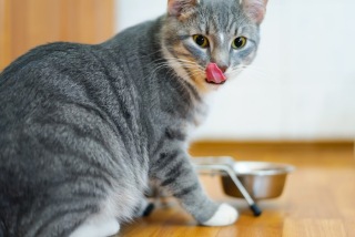 ガルちゃん猫カフェ30号店 開店しました♪ (初めての方も大歓迎！)