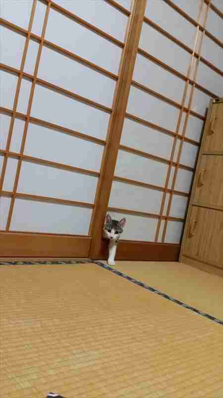 ガルちゃん猫カフェ30号店 開店しました♪ (初めての方も大歓迎！)