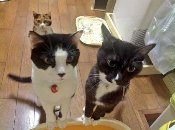 ガルちゃん猫カフェ30号店 開店しました♪ (初めての方も大歓迎！)