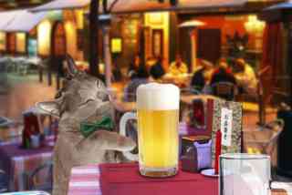 ガルちゃん猫カフェ30号店 開店しました♪ (初めての方も大歓迎！)