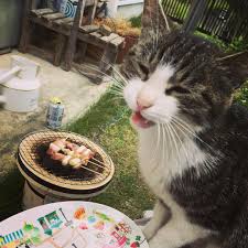 ガルちゃん猫カフェ30号店 開店しました♪ (初めての方も大歓迎！)