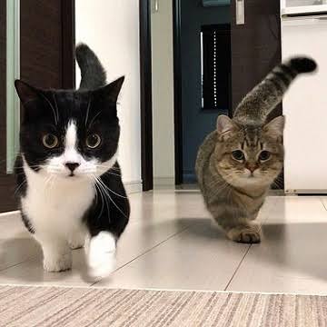 ガルちゃん猫カフェ30号店 開店しました♪ (初めての方も大歓迎！)