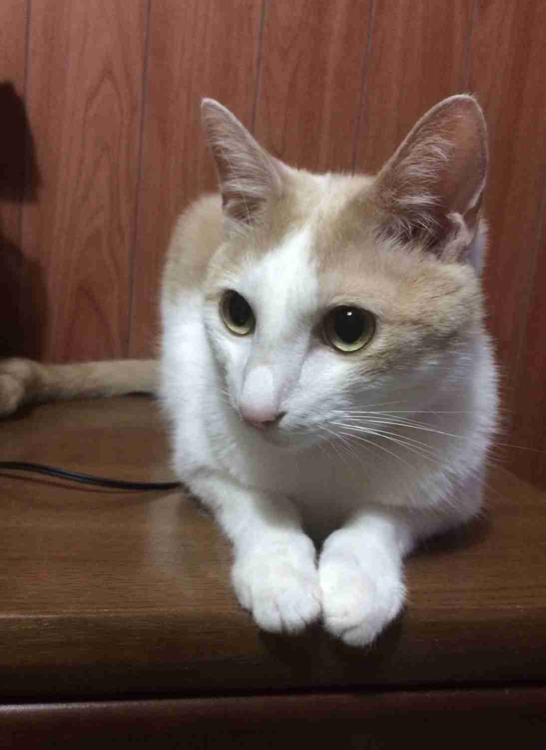 ガルちゃん猫カフェ30号店 開店しました♪ (初めての方も大歓迎！)