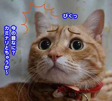 ガルちゃん猫カフェ30号店 開店しました♪ (初めての方も大歓迎！)