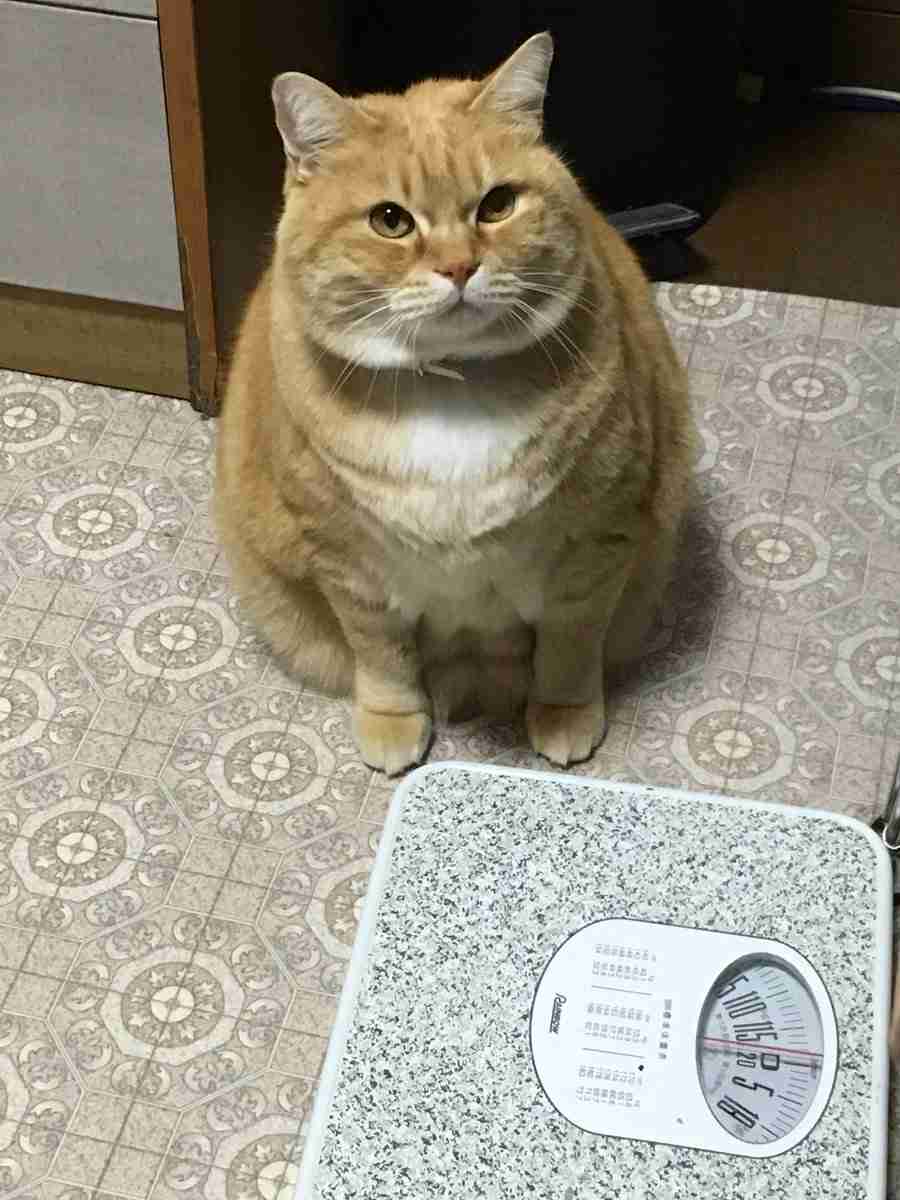 ガルちゃん猫カフェ30号店 開店しました♪ (初めての方も大歓迎！)
