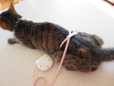 ガルちゃん猫カフェ30号店 開店しました♪ (初めての方も大歓迎！)