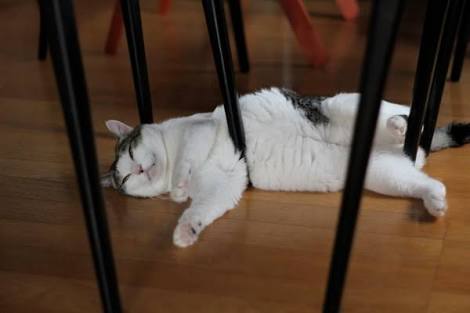 ガルちゃん猫カフェ30号店 開店しました♪ (初めての方も大歓迎！)