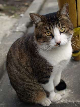 ガルちゃん猫カフェ30号店 開店しました♪ (初めての方も大歓迎！)
