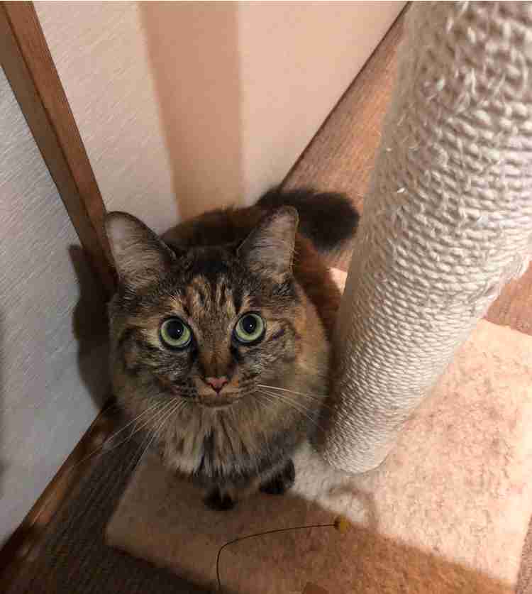 ガルちゃん猫カフェ30号店 開店しました♪ (初めての方も大歓迎！)
