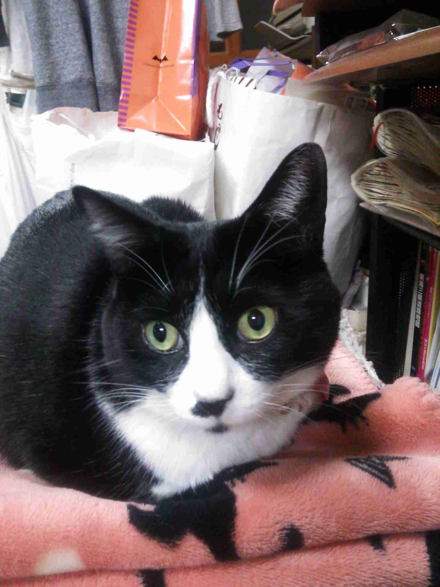 ガルちゃん猫カフェ30号店 開店しました♪ (初めての方も大歓迎！)