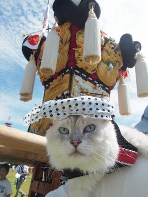 ガルちゃん猫カフェ30号店 開店しました♪ (初めての方も大歓迎！)