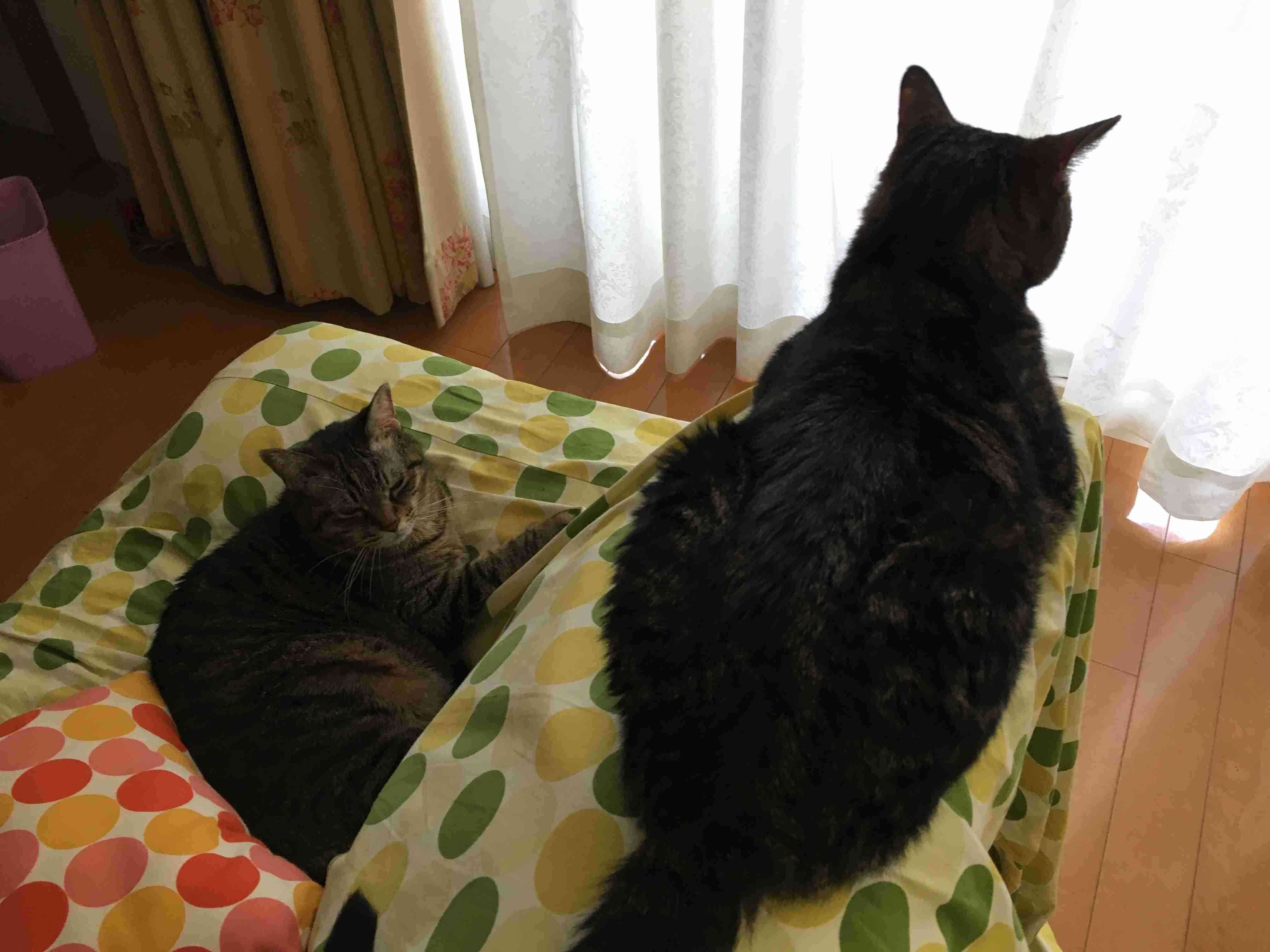 ガルちゃん猫カフェ30号店 開店しました♪ (初めての方も大歓迎！)