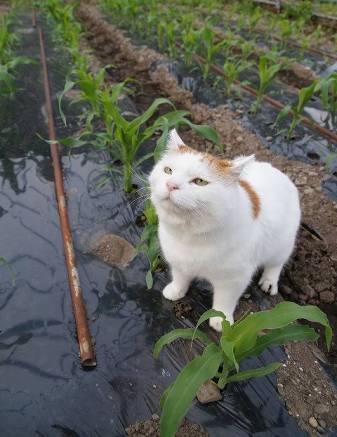 ガルちゃん猫カフェ30号店 開店しました♪ (初めての方も大歓迎！)