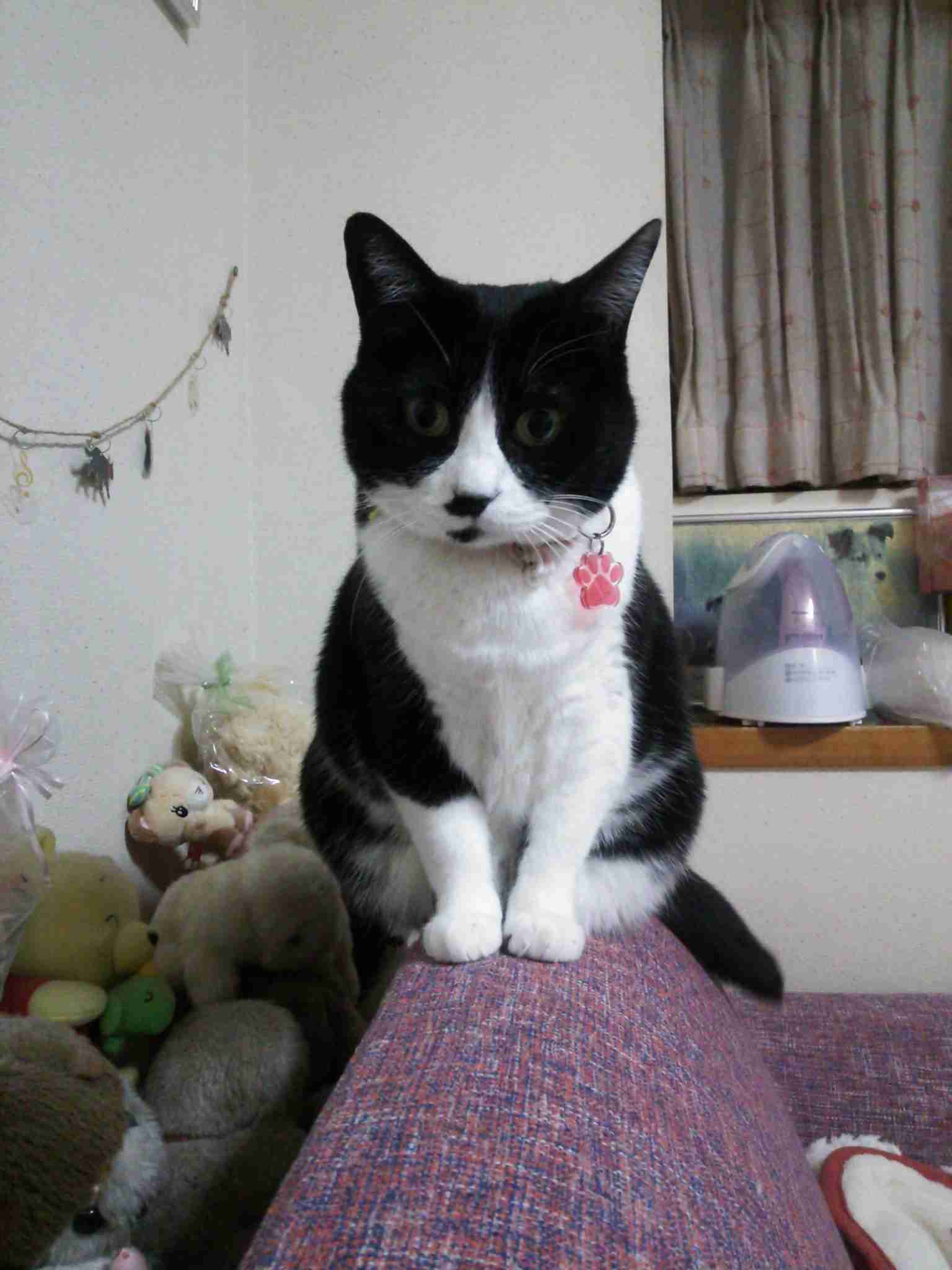 ガルちゃん猫カフェ30号店 開店しました♪ (初めての方も大歓迎！)