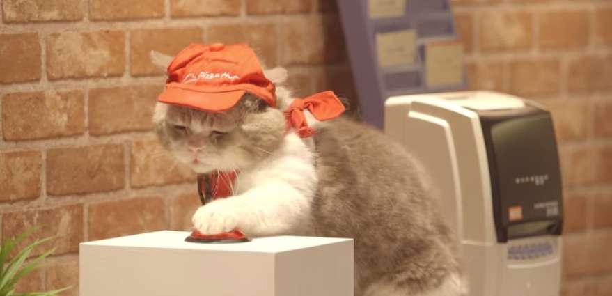 ガルちゃん猫カフェ30号店 開店しました♪ (初めての方も大歓迎！)