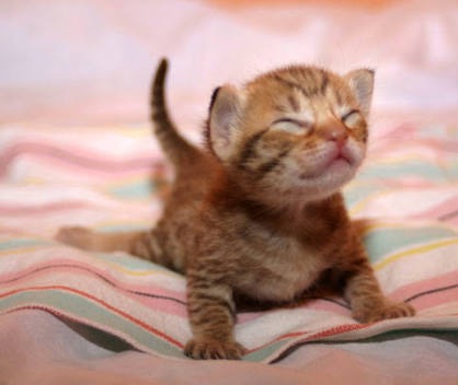 ガルちゃん猫カフェ30号店 開店しました♪ (初めての方も大歓迎！)
