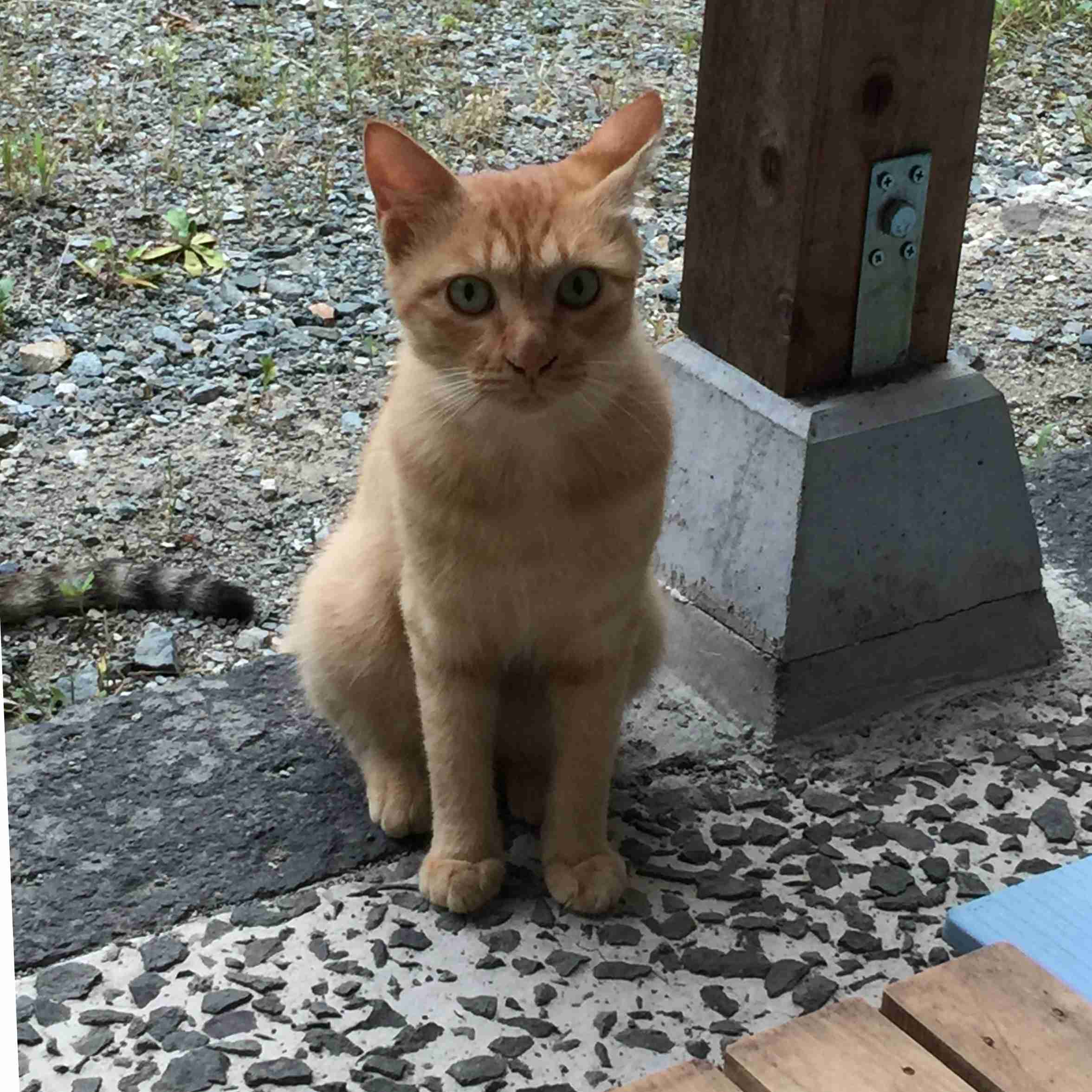 ガルちゃん猫カフェ30号店 開店しました♪ (初めての方も大歓迎！)
