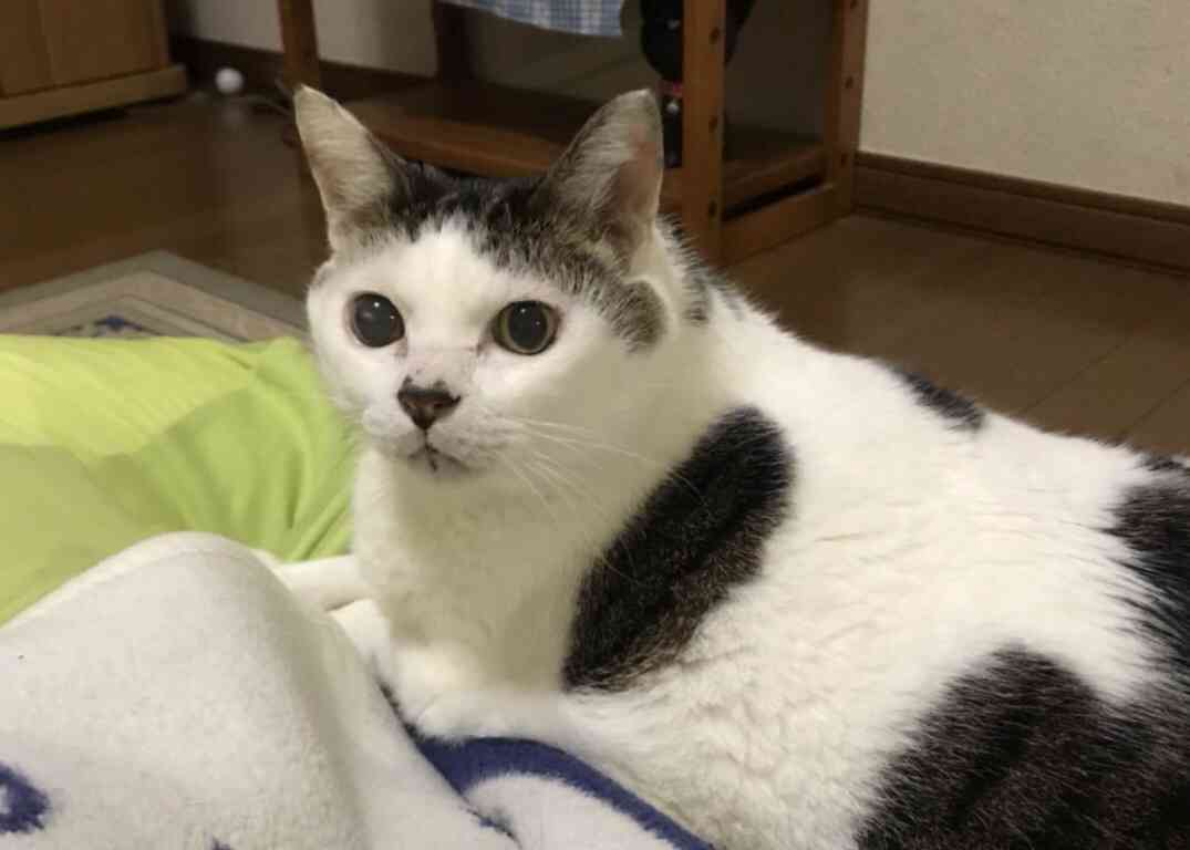 ガルちゃん猫カフェ30号店 開店しました♪ (初めての方も大歓迎！)