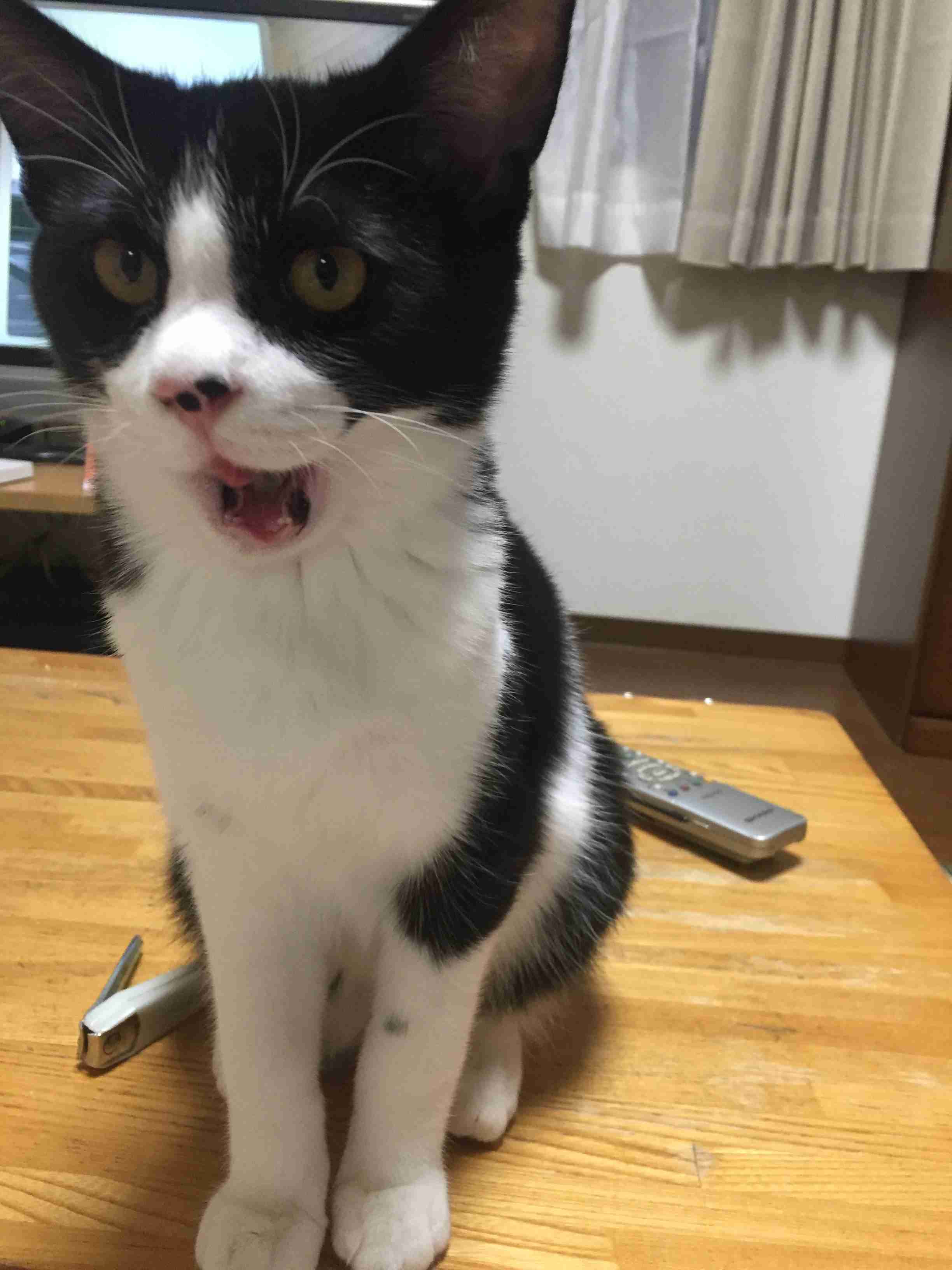ガルちゃん猫カフェ30号店 開店しました♪ (初めての方も大歓迎！)