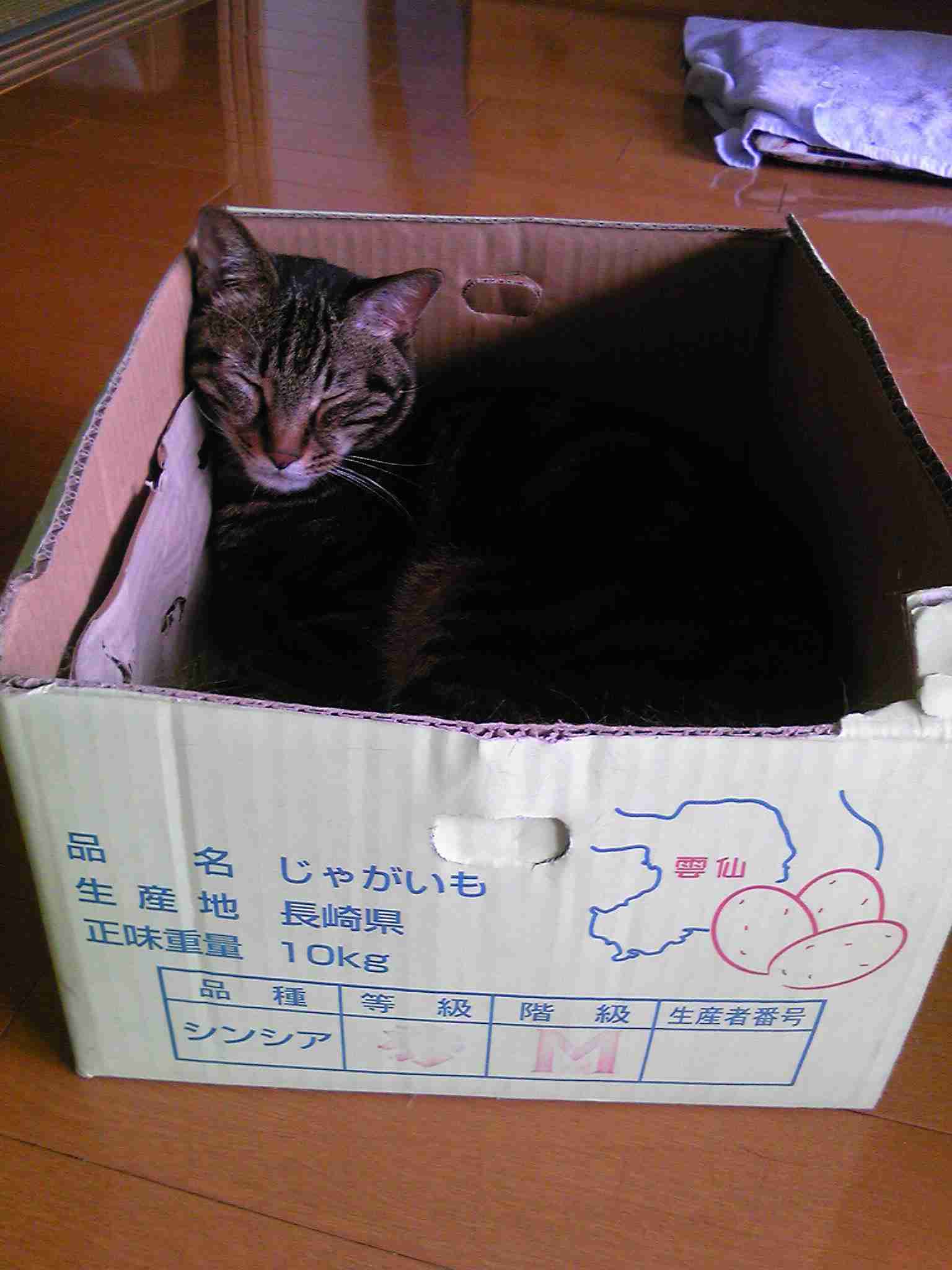 ガルちゃん猫カフェ30号店 開店しました♪ (初めての方も大歓迎！)