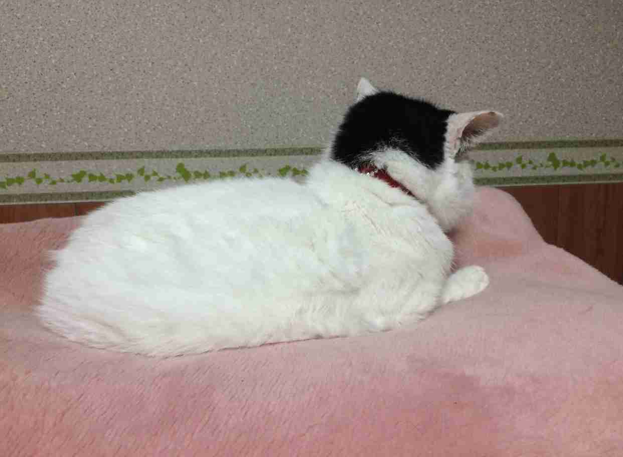 ガルちゃん猫カフェ30号店 開店しました♪ (初めての方も大歓迎！)