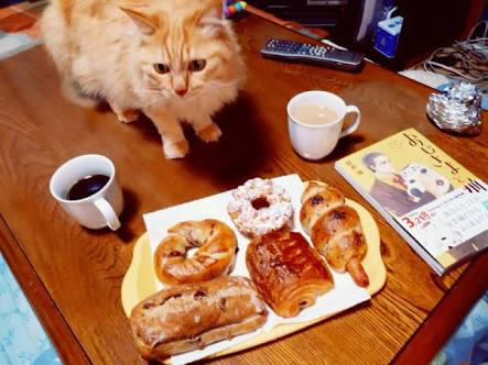 ガルちゃん猫カフェ30号店 開店しました♪ (初めての方も大歓迎！)