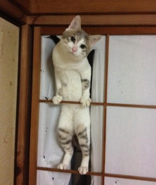ガルちゃん猫カフェ30号店 開店しました♪ (初めての方も大歓迎！)