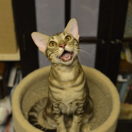 ガルちゃん猫カフェ30号店 開店しました♪ (初めての方も大歓迎！)