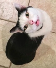 ガルちゃん猫カフェ30号店 開店しました♪ (初めての方も大歓迎！)