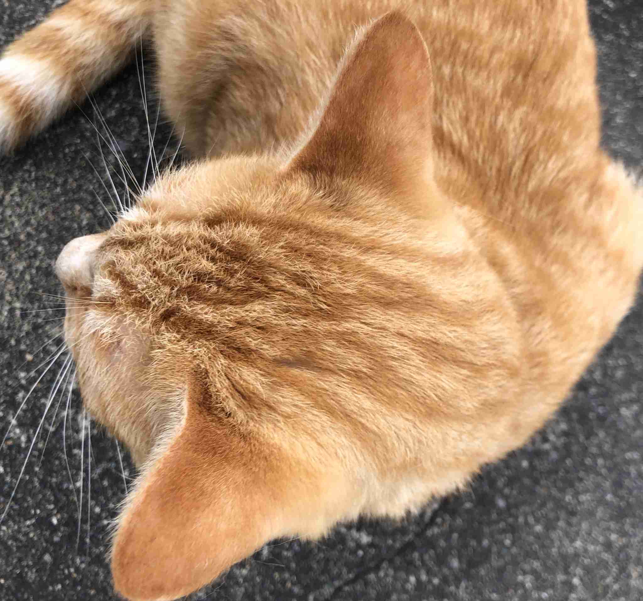 ガルちゃん猫カフェ30号店 開店しました♪ (初めての方も大歓迎！)