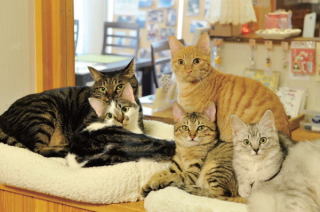 ガルちゃん猫カフェ30号店 開店しました♪ (初めての方も大歓迎！)