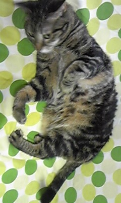 ガルちゃん猫カフェ30号店 開店しました♪ (初めての方も大歓迎！)