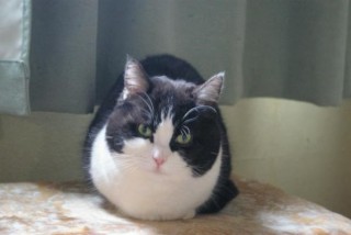 ガルちゃん猫カフェ30号店 開店しました♪ (初めての方も大歓迎！)