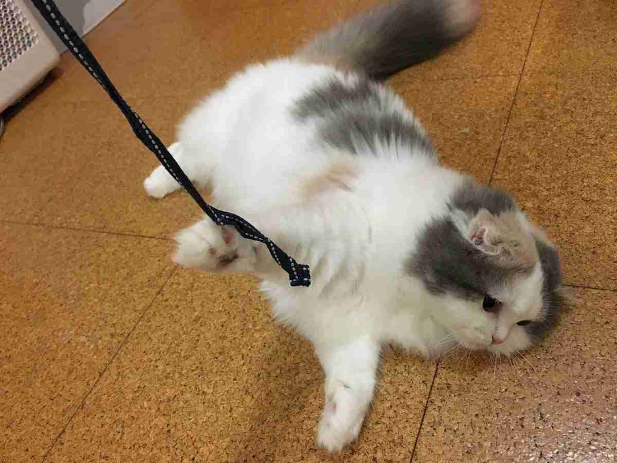 ガルちゃん猫カフェ30号店 開店しました♪ (初めての方も大歓迎！)