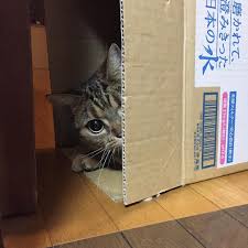 ガルちゃん猫カフェ30号店 開店しました♪ (初めての方も大歓迎！)