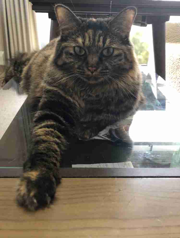 ガルちゃん猫カフェ30号店 開店しました♪ (初めての方も大歓迎！)